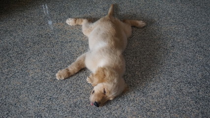 The dog sleeps at home