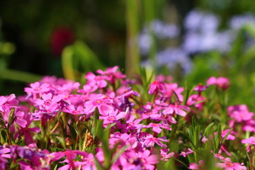 Phlox subulata
