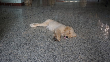 The dog sleeps at home