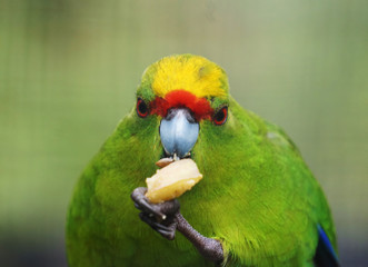 Green parakeet eating food