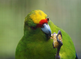 Green parakeet eating food