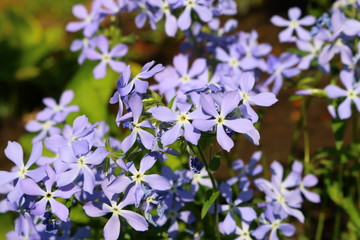 Phlox subulata (lat. Phlox subulata)