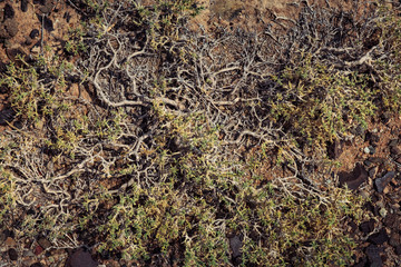 Кelic plants charyn canyon national park kazakhstan