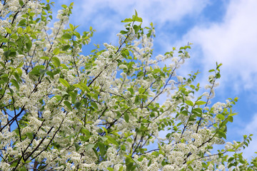 Bird cherry in spring on background of blue sky with clouds. Branches with white flowers and fresh green leaves in a garden, soft colors