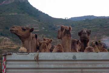 Truck full of camels, Ethiopia