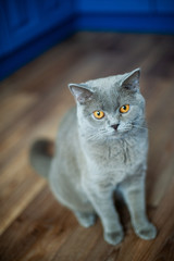 Obraz premium portrait of a cat