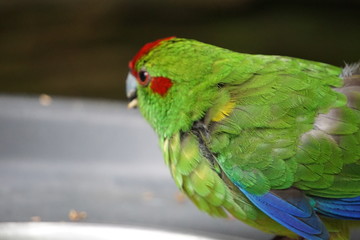 Little green parrot