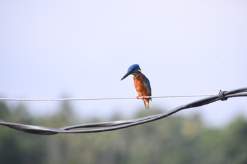 kingfisher in powewr cable