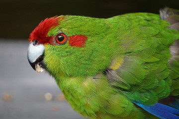 Green lorikeet