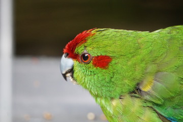 Green lorikeet