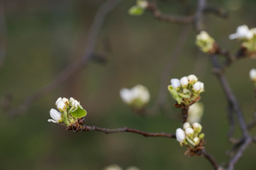 Pear blossom buds on a twig.