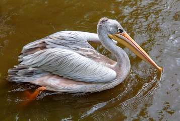 Pélican sur l'eau en profil