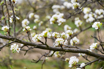 Pear blossoms on a twig.