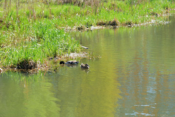 Ducks swim in the pond on a sunny spring day