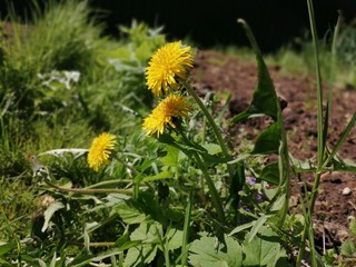 dandelions in a meadow