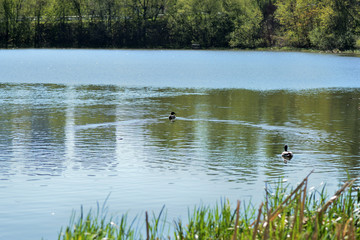 Ducks swim in the pond on a sunny spring day
