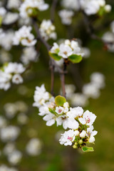 Pear blossoms on a twig.