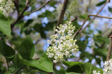 White clusters of flowers bloom on lilac bushes in spring on a sunny day.