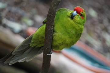 Green exotic bird