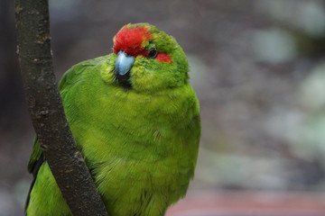 Green exotic bird