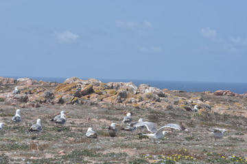 Fototapeta na wymiar flock of seagulls on berlengas island summer