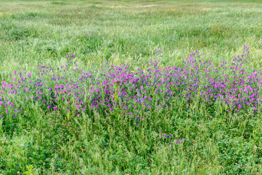 Plantas con flores de viborera en medio de la pradera. Echium vulgare.