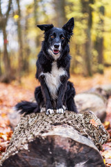 Hund im Herbst