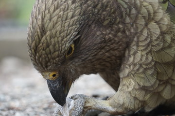 New Zealand bird