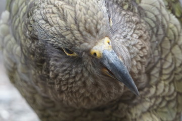 New Zealand bird