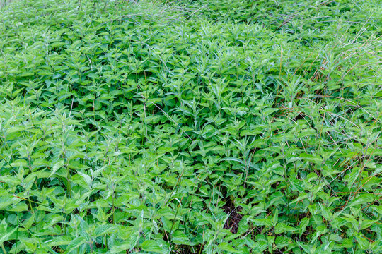 Urtica dioica. Grupo de plantas de ortiga mayor.  
