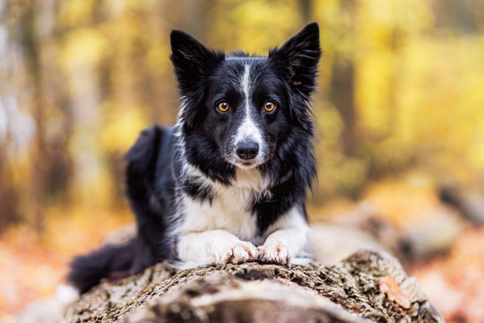 Hund im Herbst