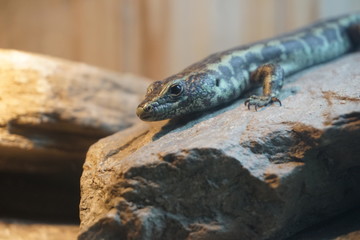 Lizard standing on the rock