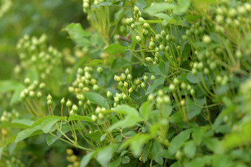Flower bud of Banksia rose, Rosa banksiae