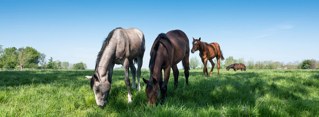 horses graze in fresh grass of spring meadow near utrecht in holland