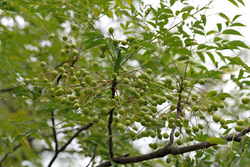 Young fruits of Chinaberry tree, on the branch