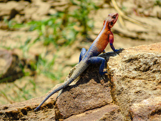 Colourful African Agama Lizard
