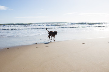 Fototapeta na wymiar Dog running on the sand at sea. Sunny bright day. Sunset sun. The dog is played on the beach.