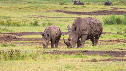Naklejka na ściany i meble Mother and baby white rhino in Africa