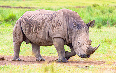 Fototapeta premium Single white rhino walking through grassland