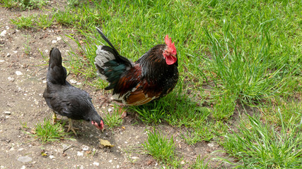 rooster and hen