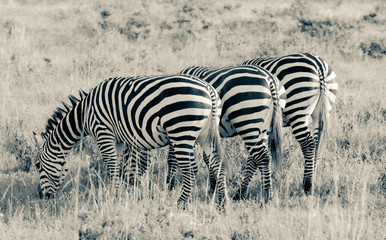 Fototapeta na wymiar Zebra behinds in a row in black and white