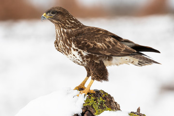 Common buzzard, Buteo buteo, perched on a branch with lichen with snowy background.