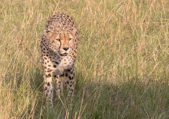 Cheetah walking through the grassland