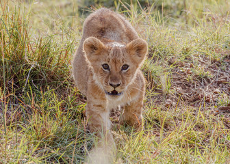Cute single lion cub in grass