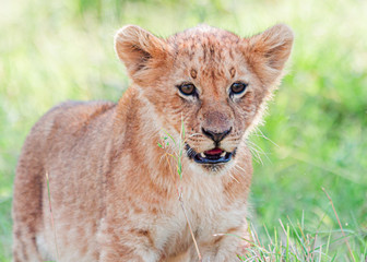 Cute single lion cub in grass