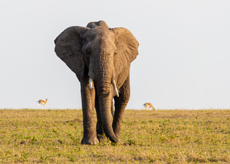 Obraz na płótnie Canvas Single African elephant walking through Savanna