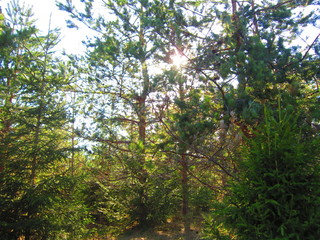 Fototapeta premium Forest