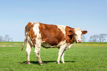 Beautiful red and white cow, two leather belts or straps around her ankles, in the field, investigative and concerned looking