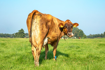 Sweet Jersey cow nose picking with her tongue, looking backwards in the field and under a pale blue sky