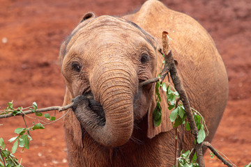 Cute baby elephant with stick in mouth